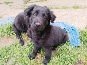 Mix labrador