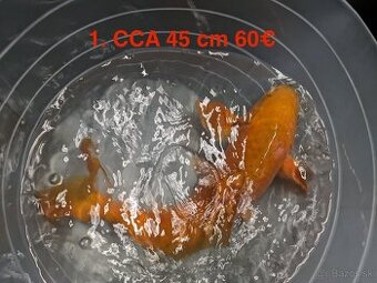 Koi Kapor