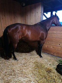 AQH 6r kobyla s USA PP