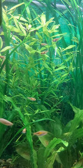 Akvariné rastliny - Hygrophila polysperma