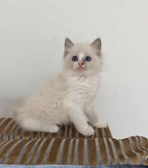 Ragdoll kocur