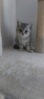 Britská mačka MRAMOR TABBY