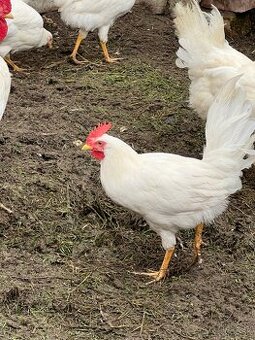 Leghorn