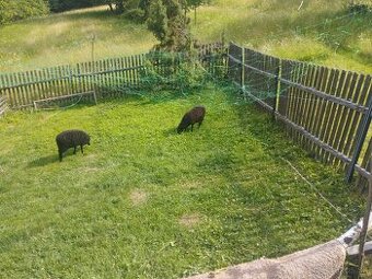 Občas vresova