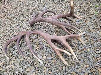 Zhody parohy jelenie