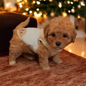 Red Maltipoo boy Pudel + Maltese = Maltipoo