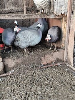 Predám 8 mesačné perličky