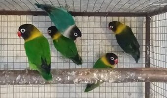 Agapornisy škraboškove