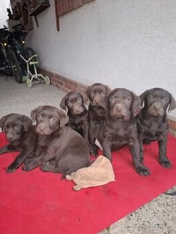 Labrador čokoládový