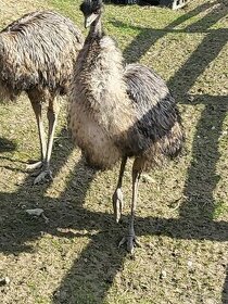 Pštros Emu