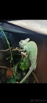 Chameleon jemensky