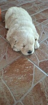 Zlatý retriever