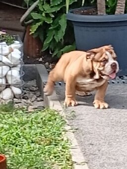 Anglicky buldog-steniatko