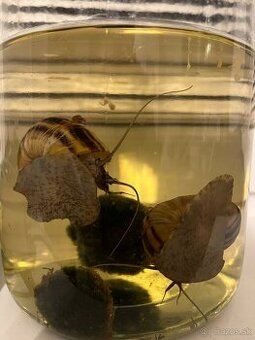 Darujem 2ks slimáky