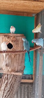 Alexander maly,papagaj horsky