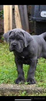 Cane corso s PP
