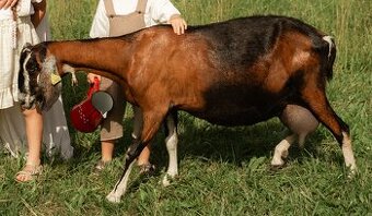 Podielova AN koza , capko