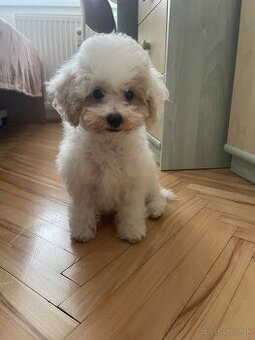 Maltipoo - 1