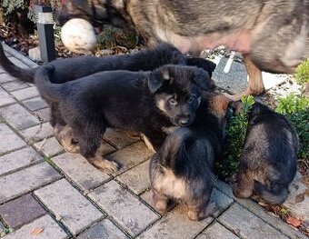 Nemecký ovčiak šteniatka