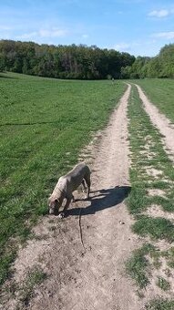 Staford modrý fenka