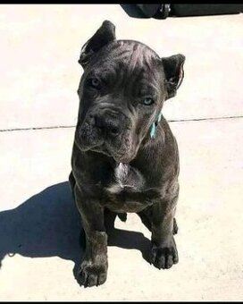 Šteniatka cane corso na adopciu.