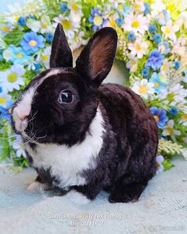 Zakrslý rex - samček čierny s bielou HK 2