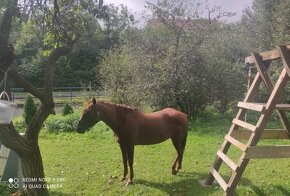 Quarter horse žrebček - 1