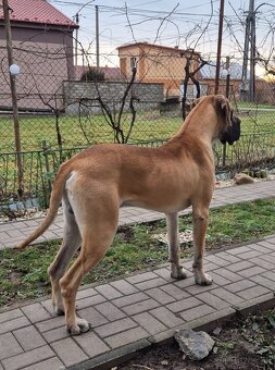 Nemecká doga krytie