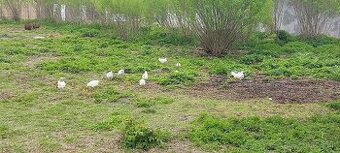 Predám leghorn