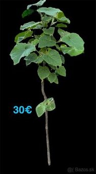 Paulownia(cisársky)strom