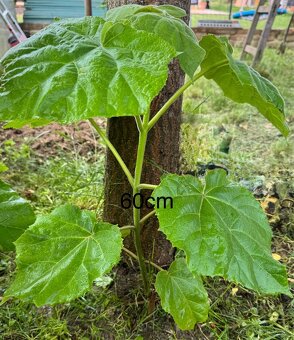 Paulownia(cisársky)strom