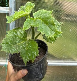 Paulownia(cisársky)strom