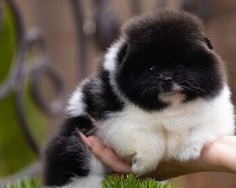 Pomeranian