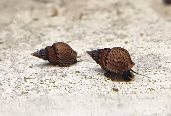 Piskorka grafitová (Tarebia granifera) - 1