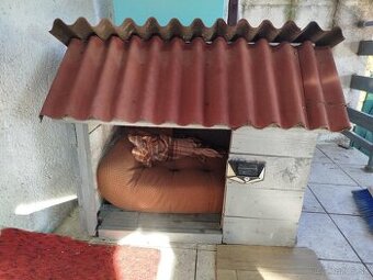 Psia búda
