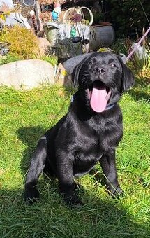 Šteniatko labradora