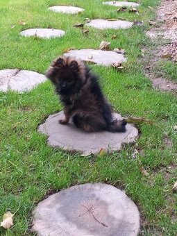 malý nemecký špic