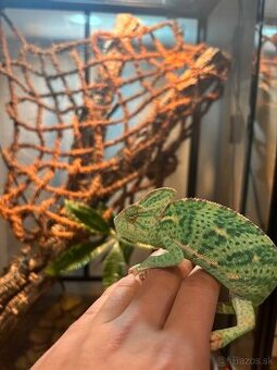 Terárium s chameleónom