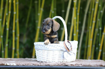 Jazvečík hrubosrstý trpasličí - králičí s PP