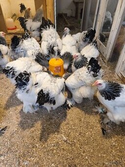 Brahmanka svetlá čierna Columbia