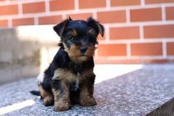 Yorkshirský teriér-York-Yorkshire