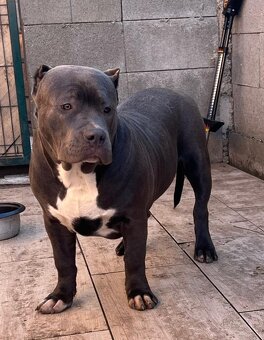 American Bully