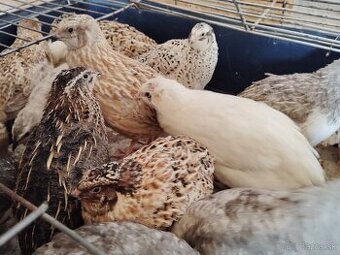 Predám japonské prepelice