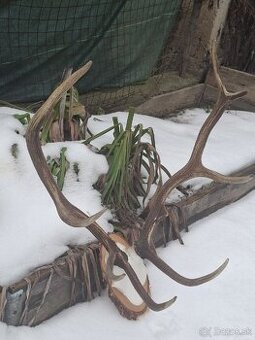 Parohy,zhody,trofej,dekoracia