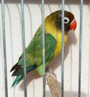 Agapornis škraboškový chovný samec