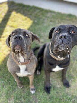 Cane Corso šteniatka