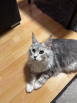 Maincoon - Kocúr s PP