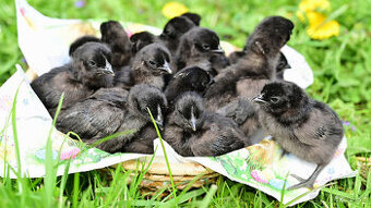 Ayam Cemani kuriatka