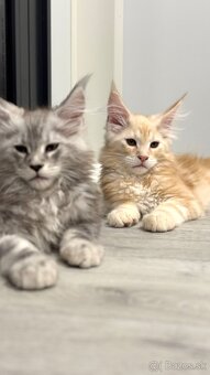 ELLIOT❣️Mainská Myvalia Maine Coon mačiatka