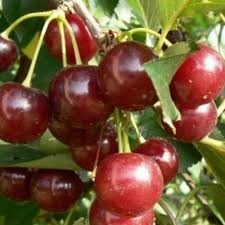Višne
